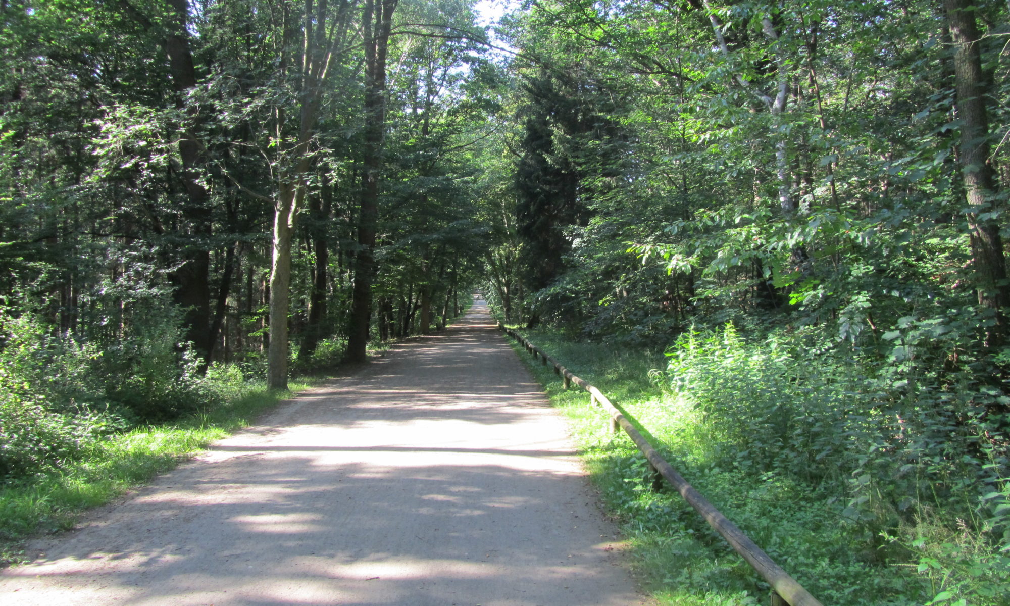 Burgauer Wald zwischen Niederau und Düren