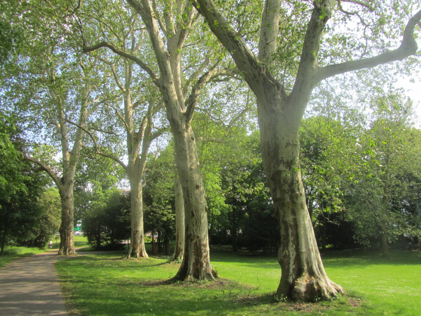 Bäume im Willy-Brandt-Park (Südteil)