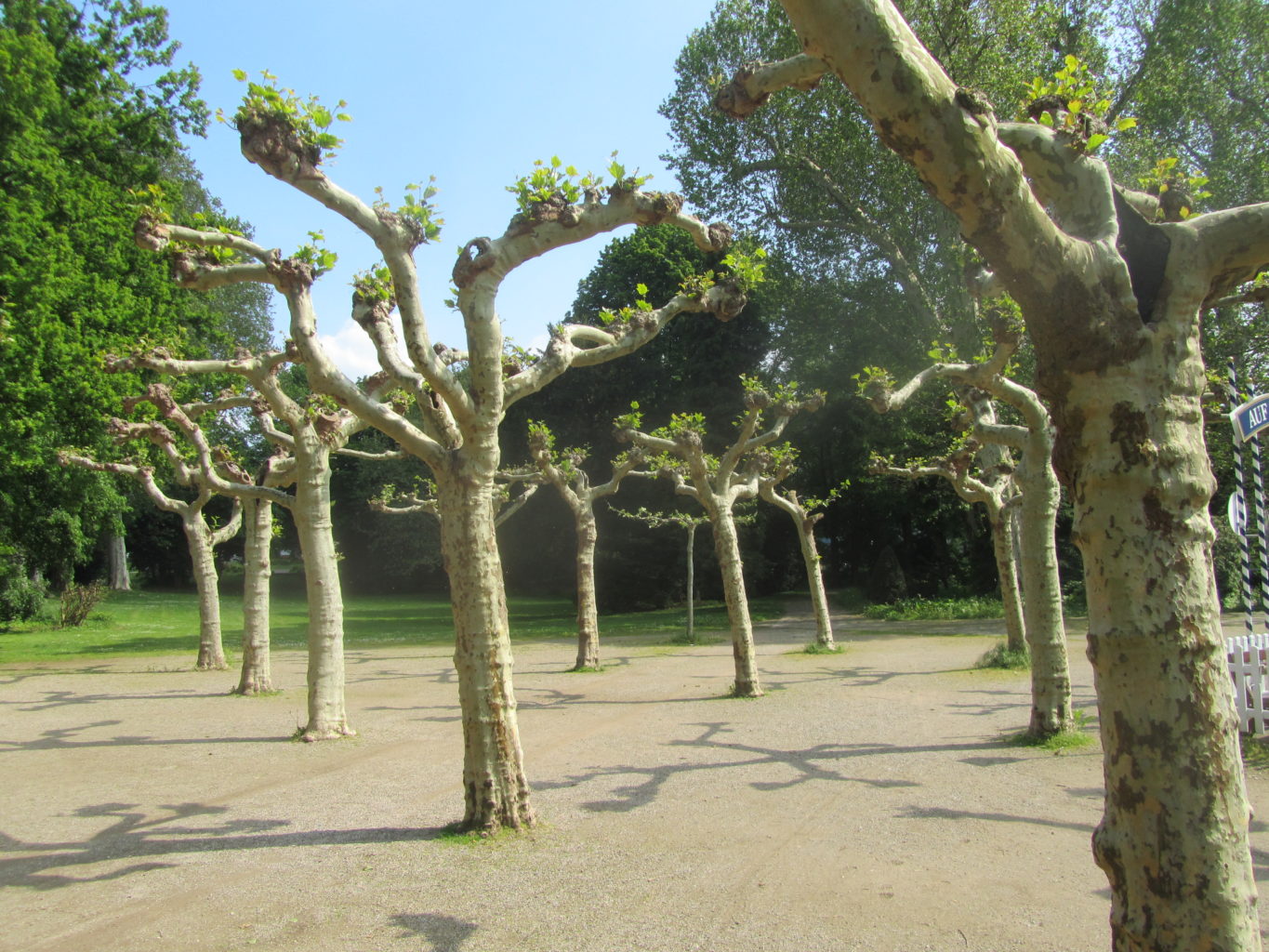 Bäume im Willy-Brandt-Park (Teuterhof)