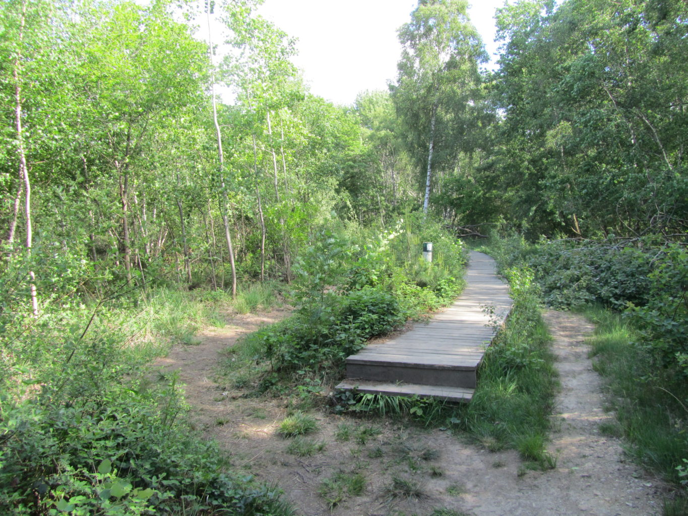 Holzweg in der Drover Heide