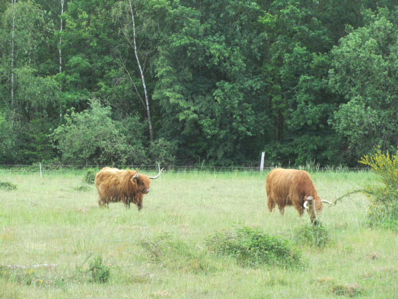 Schottische Hochlandrinder in der Drover Heide
