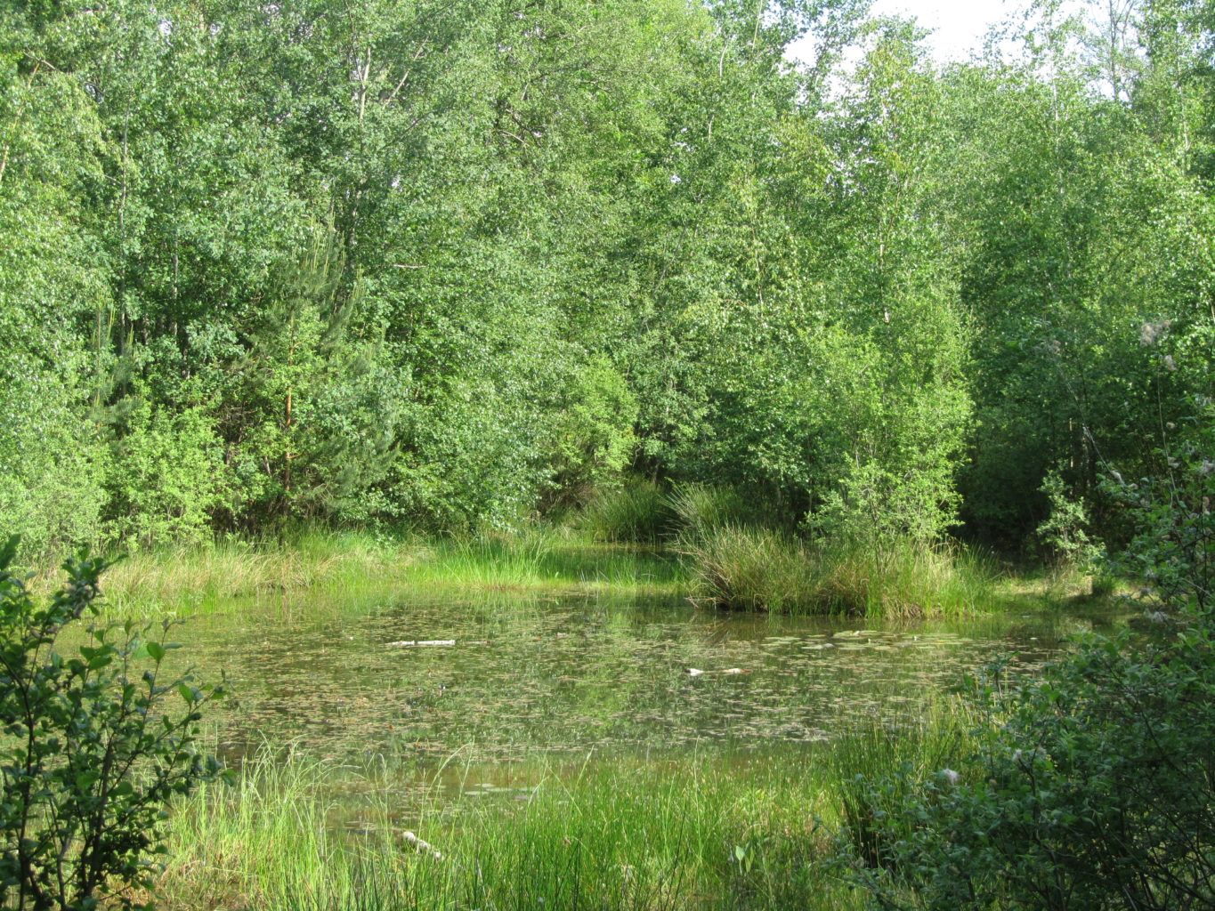 Teich in der Drover Heide