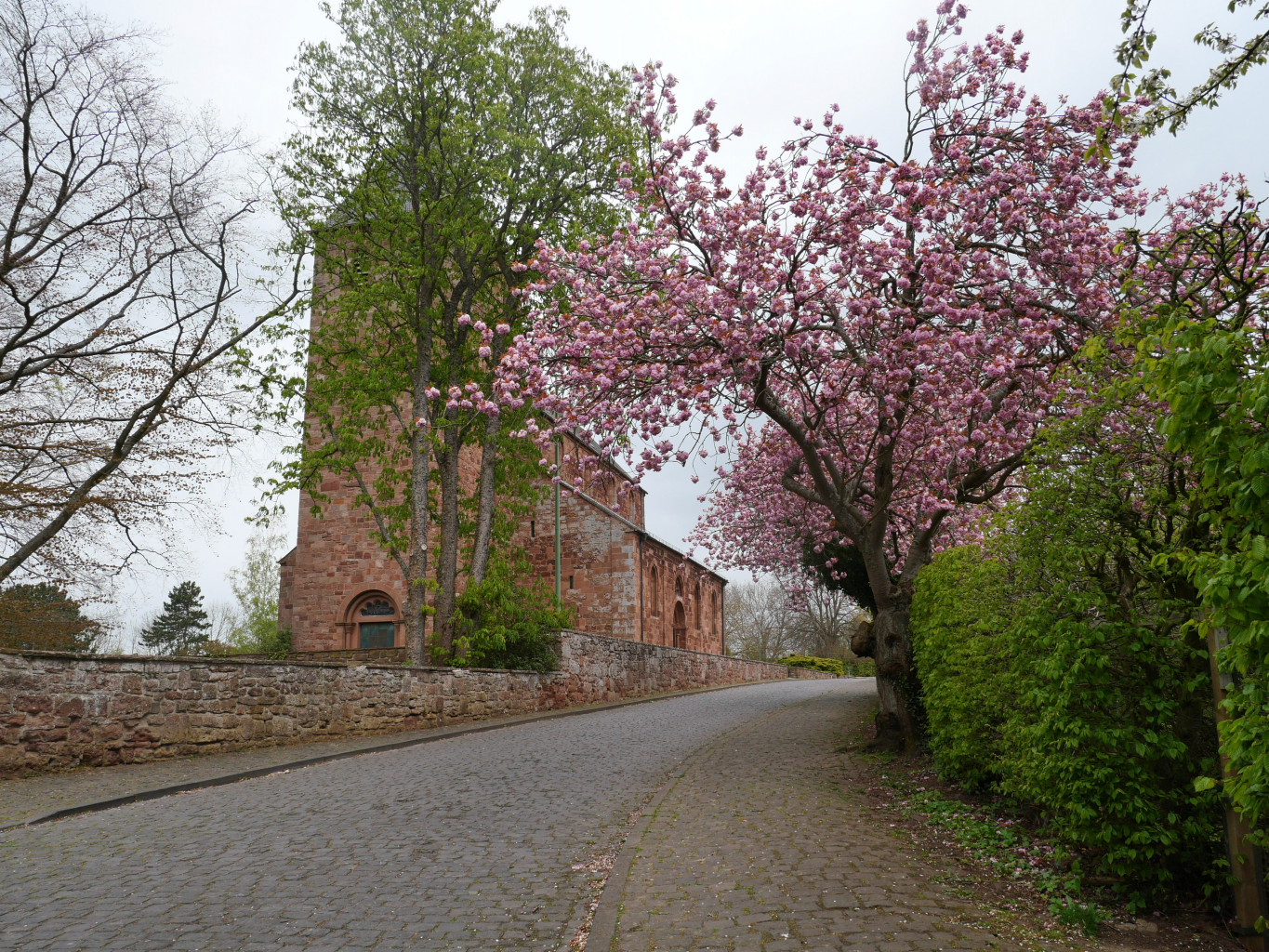 Kirche St. Johannes Baptist Nideggen mit Kirschbaum