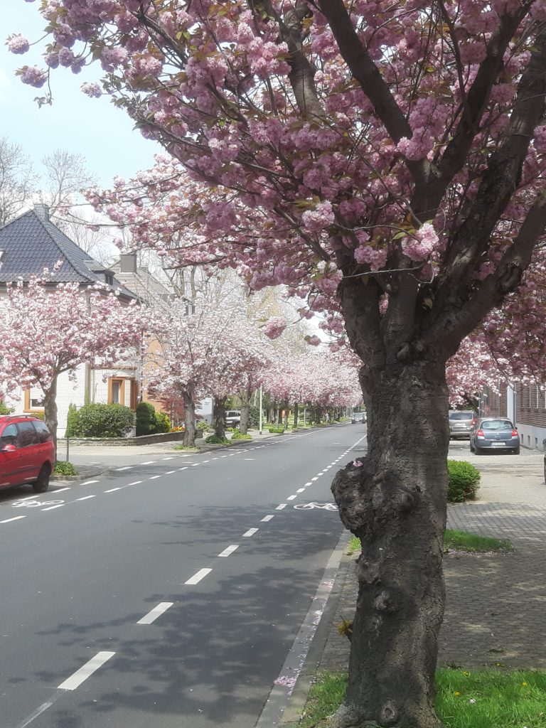 Kirschblüte Krauthausener Straße Lendersdorf